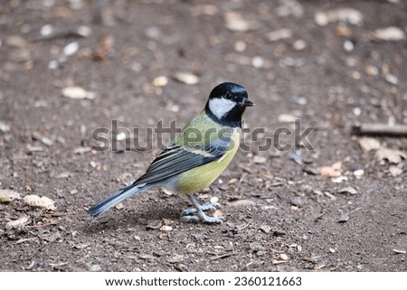 Greattit bird in a woodland on the ground