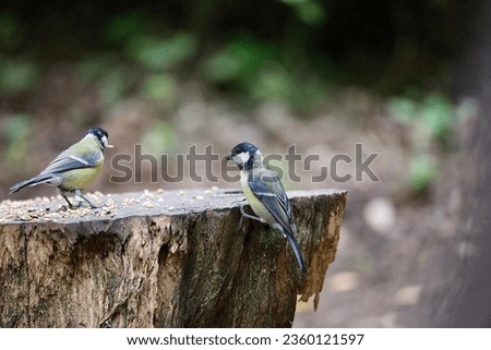 Greattit birds in a woodland on a tree stump