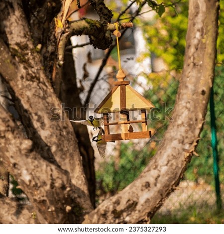 A greattit drives another one away from a feeder hanging from a tree in a garden.