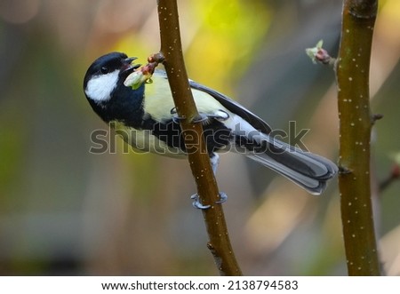 Greattit eating young buds in spring
