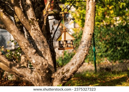 A greattit flaps its wings while approaching a feeder hanging from a tree in a garden early in the morning.