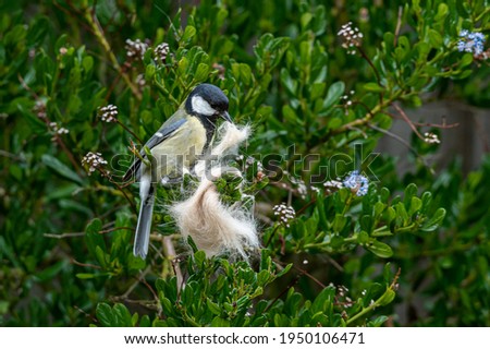 Greattit nest building collecting cat fur from trees in early spring