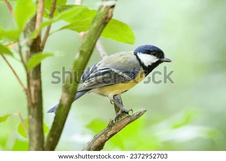 Greattit woodland bird perching on branches