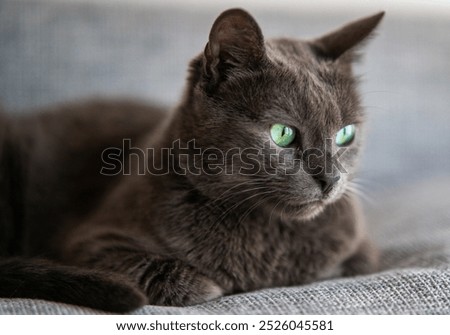 Greay cat with blu-green hypnotic eyes