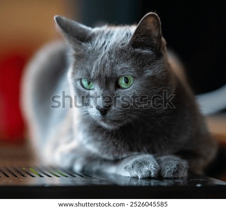 Greay cat with blu-green hypnotic eyes
