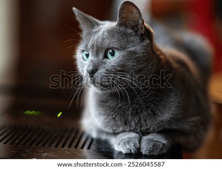 Greay cat with blu-green hypnotic eyes