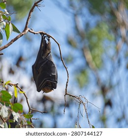 A greay headed fruit bat has its wings wrapped around it in a colony in Melbourne, Australia. It is hanging from a branch.