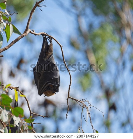 A greay headed fruit bat has its wings wrapped around it in a colony in Melbourne, Australia. It is hanging from a branch.