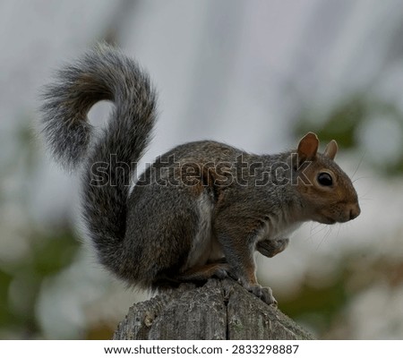 A GReay Squirrel standing on a post