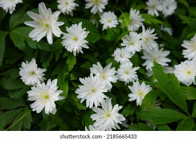 Grecian Windflower. Also Known As Balkan Anemones Or Winter Windflowers, The Delightful, Daisy-like Flowers Bloom In Shades Of Blue, Mauve, Pink, And White.