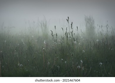 Grüner Waldrasen (Wiese, Feld) in einem dicken weißen Nebel bei Sonnenuntergang. Pflanzen, Kräuter, Wildblumen. Malerische Landschaft. Idyllische Landschaft. Reine Natur, Umwelt, Ökologie