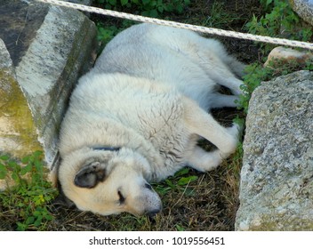 Greece, Athens, Roman Agora, An Ancient Dog On Vacation