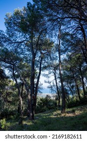 Greece, Island Evia, The Path Of Hero, 2022 06 13. The Path Is Linked To Human Strength And The Fight Against Death. Colophony. Extraction Of Resin From Pine Trees. Wild Fire Forest In Fire Danger.