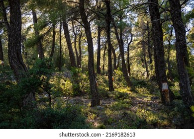 Greece, Island Evia, The Path Of Hero, 2022 06 13. The Path Is Linked To Human Strength And The Fight Against Death. Colophony. Extraction Of Resin From Pine Trees. Wild Fire Forest In Fire Danger.