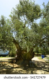 Greece, Oldest Olive Tree On Zakynthos Island