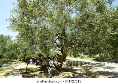 Greece, Oldest Olive Tree On Zakynthos Island