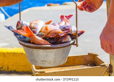 Greece Santorini, Fresh Food From Local Fisherman