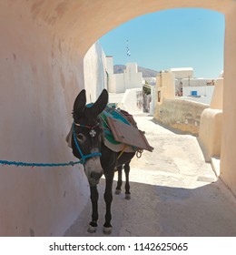 Greece Santorini Typical Foreshortening Traditional Donkey Stock Photo ...