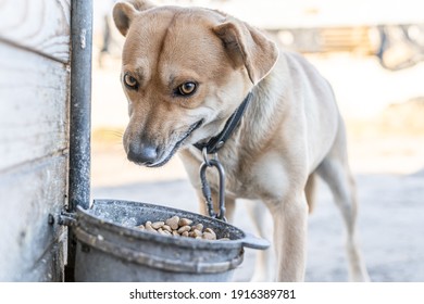 Greedy Blond Dog Eating Dry Food With An Angry Expression