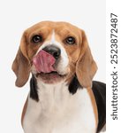 greedy little beagle puppy sticking out tongue and licking mouth while standing and looking forward in front of white background