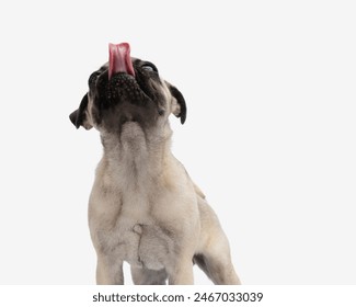 greedy little pug dog sticking out tongue, looking up and licking nose while standing in front of white background - Powered by Shutterstock