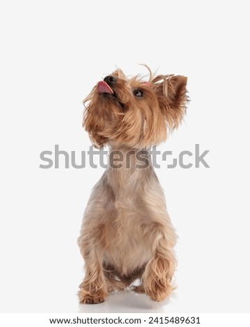 greedy little yorkshire terrier puppy looking up and sticking out tongue, waiting for a snack while sitting in front of white background