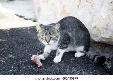 Greek Cat Eating A Shrimp