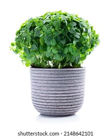 Greek  Dwarf Basil Plant In Clay Pot Isolated On White 