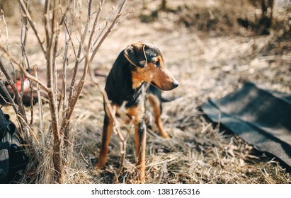 does the greek harehound attack humans