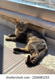 Greek Island Stray Cat Life