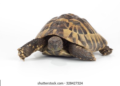 13,118 Land tortoise Images, Stock Photos & Vectors | Shutterstock