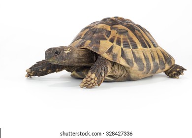 13,118 Land tortoise Images, Stock Photos & Vectors | Shutterstock