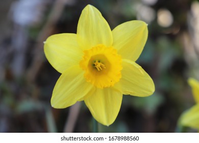 In Greek Mythology, Narcissus Was The Hunter Who Was Known For His Beauty. The Word Narcissus Is Used For This Flower, But There Is No Clarity On Whether The Flower Is Named For The Myth.