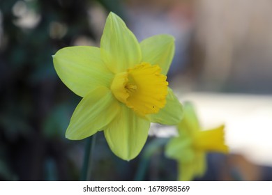 In Greek Mythology, Narcissus Was The Hunter Who Was Known For His Beauty. The Word Narcissus Is Used For This Flower, But There Is No Clarity On Whether The Flower Is Named For The Myth.