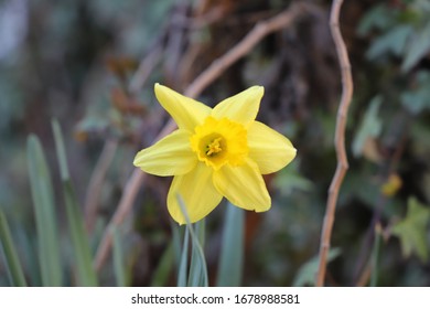 In Greek Mythology, Narcissus Was The Hunter Who Was Known For His Beauty. The Word Narcissus Is Used For This Flower, But There Is No Clarity On Whether The Flower Is Named For The Myth.