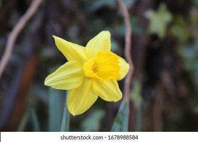 In Greek Mythology, Narcissus Was The Hunter Who Was Known For His Beauty. The Word Narcissus Is Used For This Flower, But There Is No Clarity On Whether The Flower Is Named For The Myth.