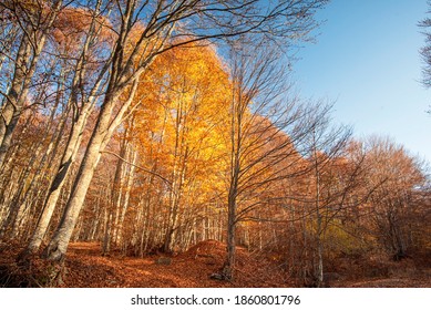 Greek Nature In Autumn Season