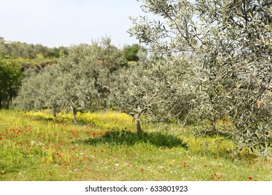 Greek Olive Grove