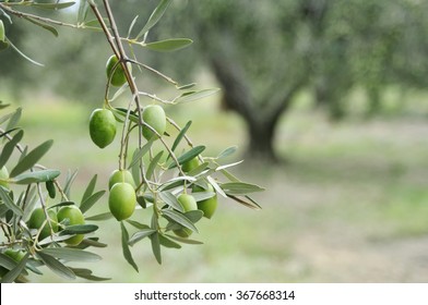 Greek Olive Grove Detail