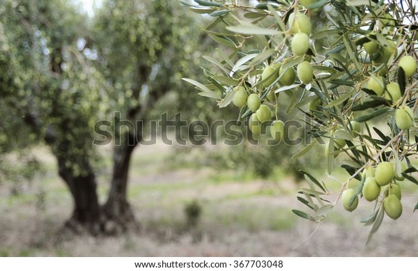Greek olive grove
detail