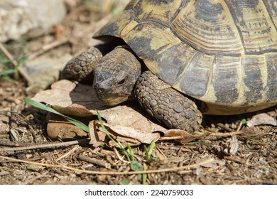 Greek tortoise foraging on sandy substrate. Reptiles photo. Animal shot from nature - Shutterstock ID 2240759033