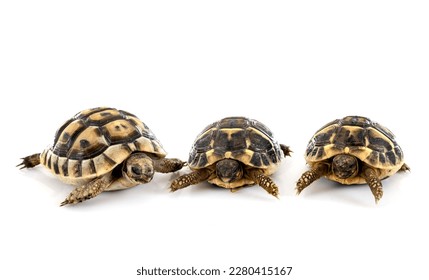 Greek tortoise  and Hermann s tortoise in front of white background - Shutterstock ID 2280415167