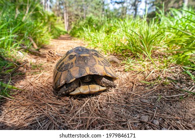 1,577 Tortoise hiding in shell Images, Stock Photos & Vectors ...