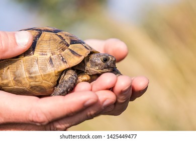 Greek Tortoise In Male Hands