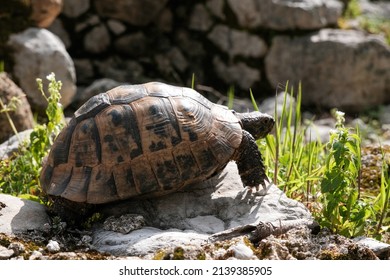 Greek Tortoise On Sunny Day.