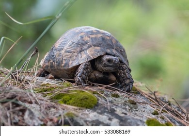 Greek Tortoise (Testudo Graeca)