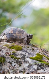 Greek Tortoise (Testudo Graeca)