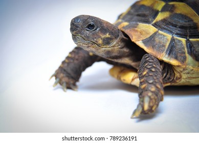 Greek Tortoise White Background