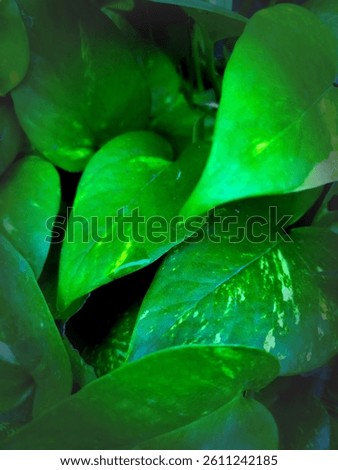 greem leaf on a black shadow
