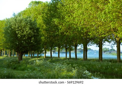 Green, green, green